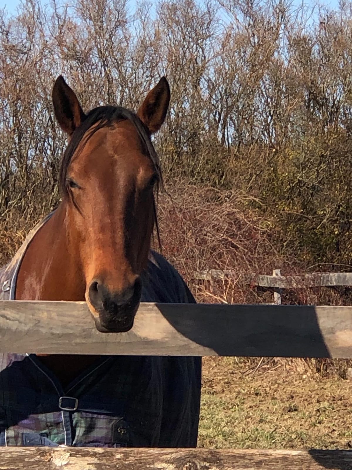 RICHDEL 784299540507 Legacy Pellets Joint Support for Senior Horses, 5 lb customer photo 1