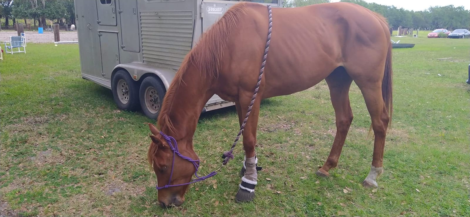 Horse Health Joint Combo Hoof & Coat, Glucosamin, Chrondroitin, Vitamin C, MSM, Biotin, Lysine, ZInc, Omega 3 and 6 Fatty Acids, 64 day supply customer photo 2