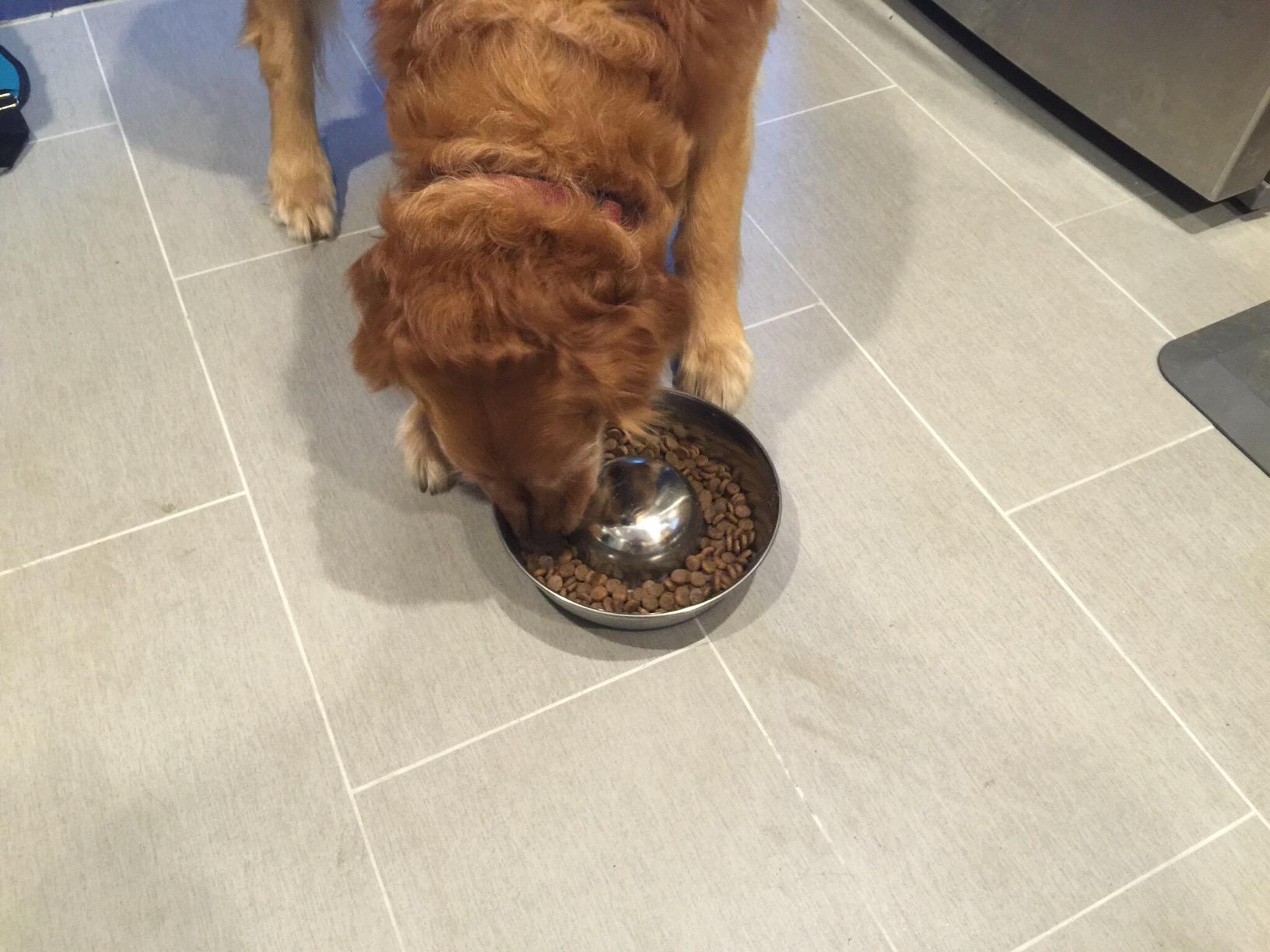 OurPet's Durapet Slow Feed Premium Stainless Steel Dog Bowl, Silver, Large (2040010302) | Helps pace rapid eaters, durable easy clean design customer photo 1
