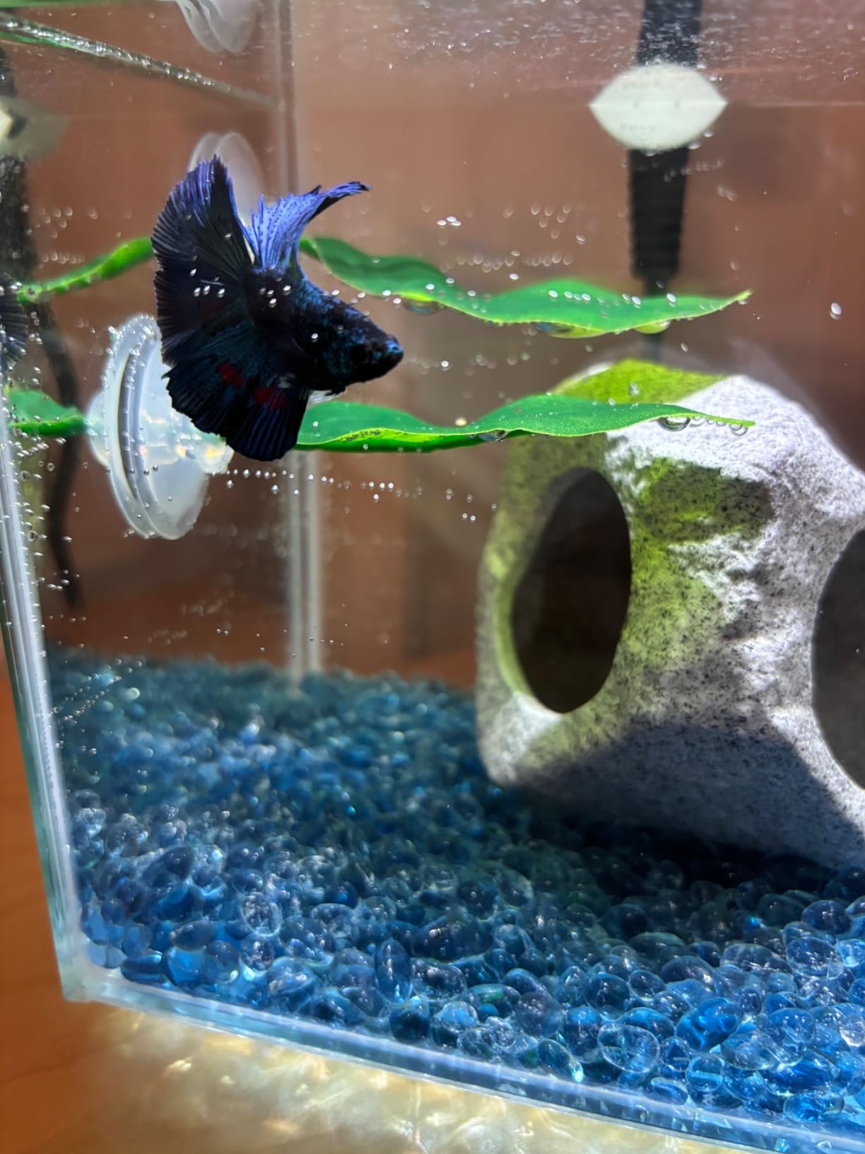 Marina CUBUS Glass Betta Kit - Elegant Glass Aquarium for Homes or Offices customer photo 1