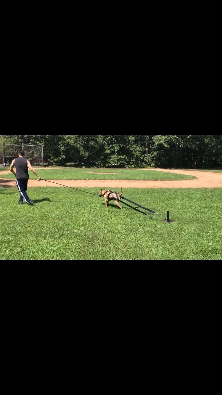 Bluedot Trading Power Running Training Speed Weight Sled Push, Pull, and Drag for Athletic Exercise and Speed Improvement customer photo 1