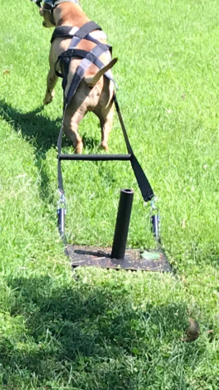 Bluedot Trading Power Running Training Speed Weight Sled Push, Pull, and Drag for Athletic Exercise and Speed Improvement customer photo 2