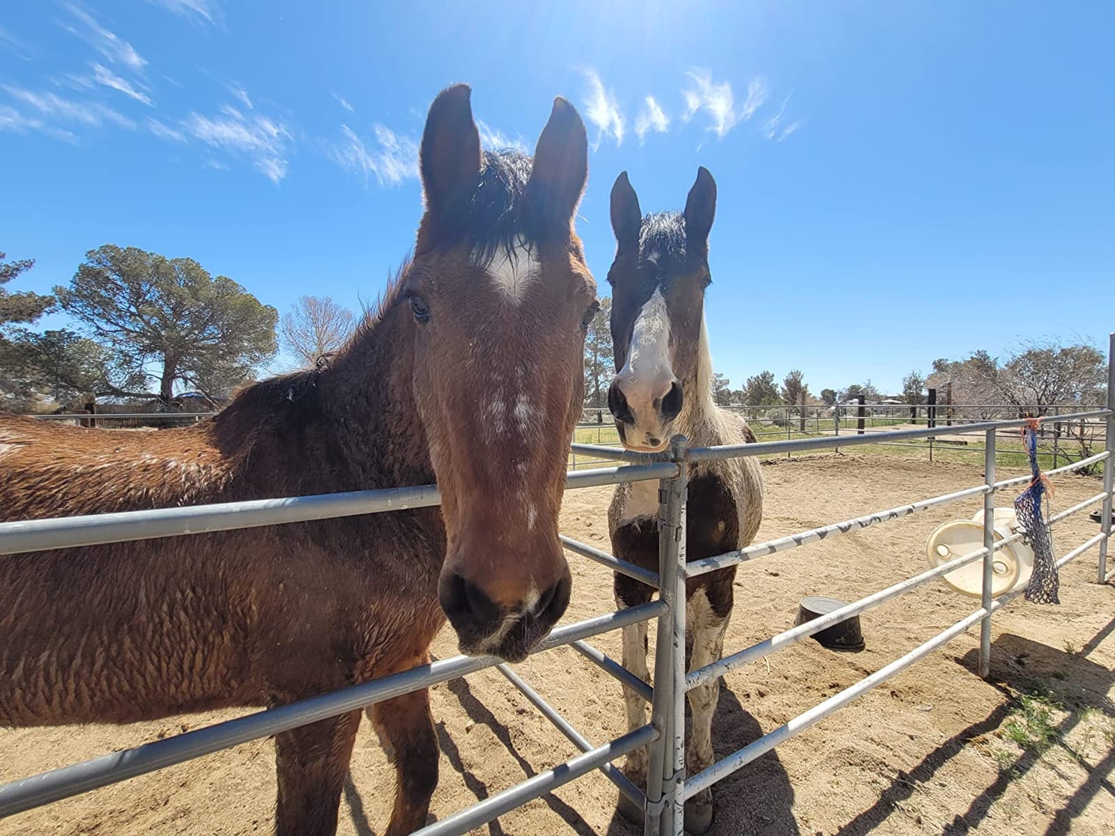 Fast Acting Horse Colic Relief - 15 Minute Natural Gas & Spasmodic Support Oral Equine Digestive Comfort Syringe - Safe for Pregnant Mares - Essential Barn First Aid customer photo 1