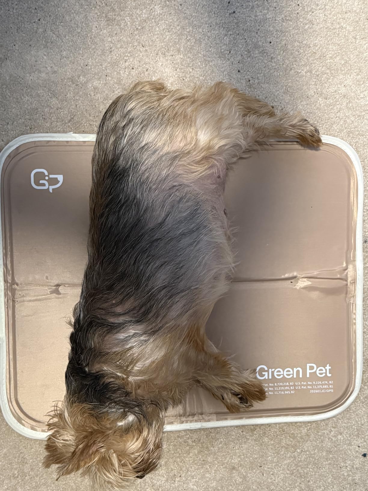The Green Pet Shop Cool Pet Pad - Large, Blue - Self-Cooling, Pressure Activated Mat for Dogs & Cats from 46-80 lbs - Non-Toxic Gel, No Water Needed customer photo 2