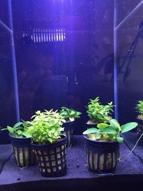 Fluval SPEC Freshwater Aquarium Kit, Aquarium with LED Lighting and 3-Stage Filtration, 2.6 Gallon, Black customer photo 2