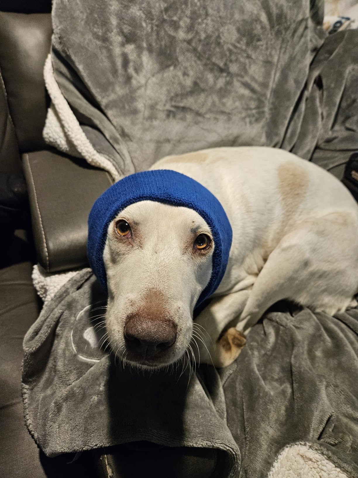 Happy Hoodie The Original Dog & Cat Calming Band - American Brand - Anxiety Relief/Noise Protection - Grooming - Thunder - Fireworks (Large, Black) - Since 2008 customer photo 1