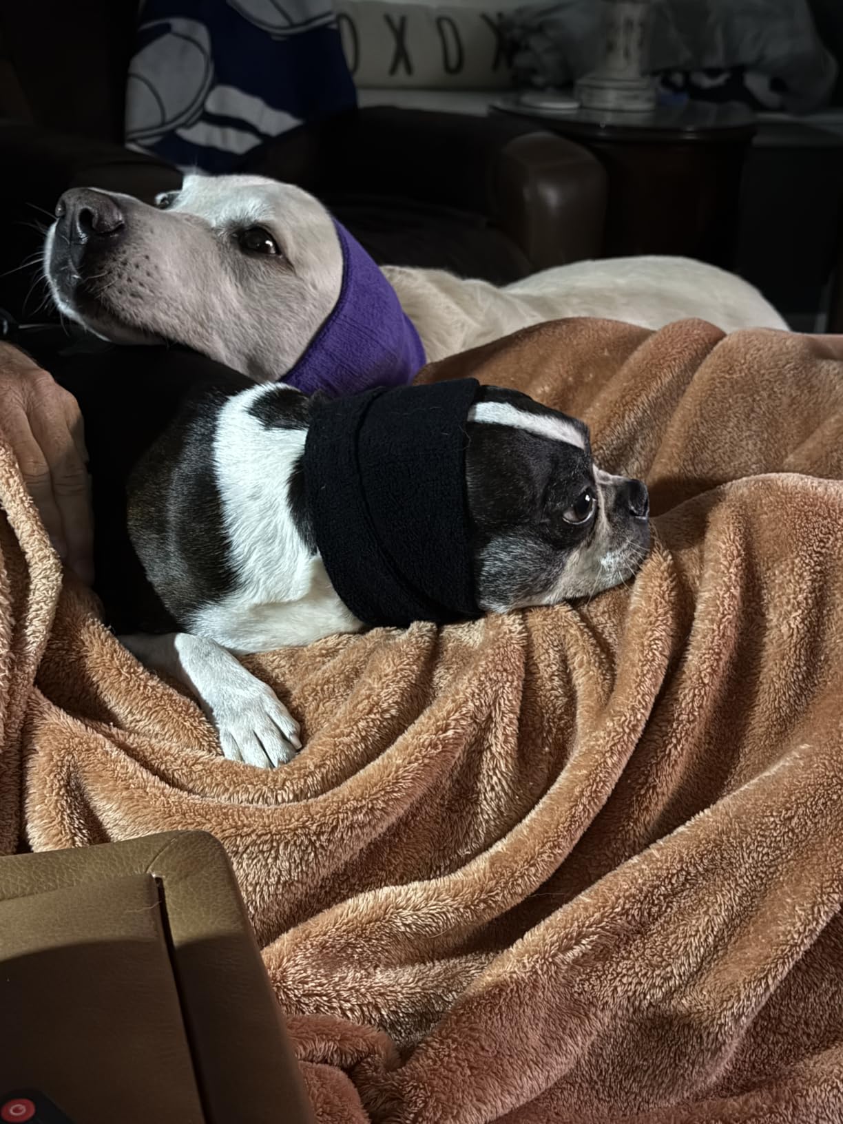 Happy Hoodie The Original Dog & Cat Calming Band - American Brand - Anxiety Relief/Noise Protection - Grooming - Thunder - Fireworks (Large, Black) - Since 2008 customer photo 2