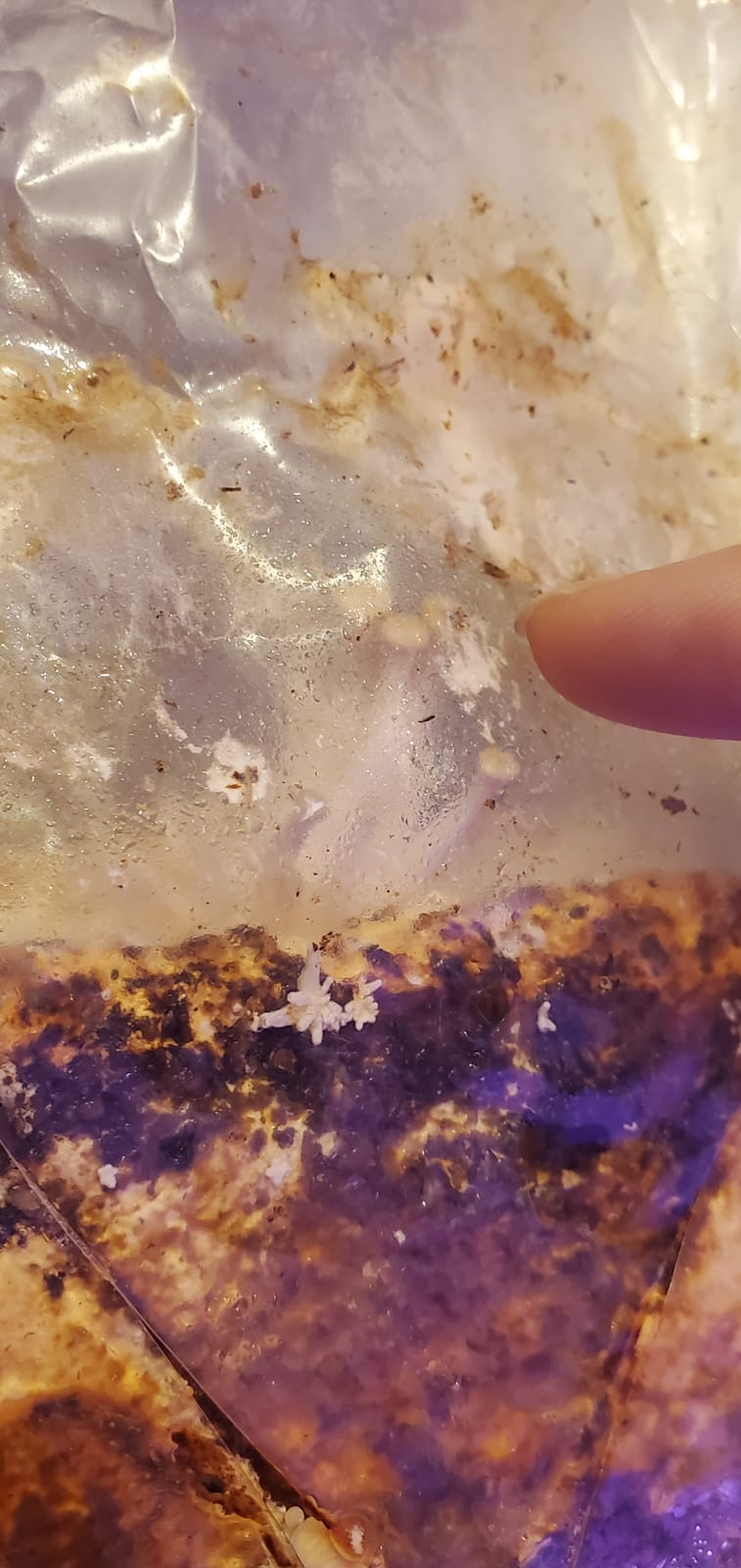 Back to the Roots Organic Oyster Mushroom Grow Kit, Harvest Gourmet Mushrooms In 10 Days customer photo 1