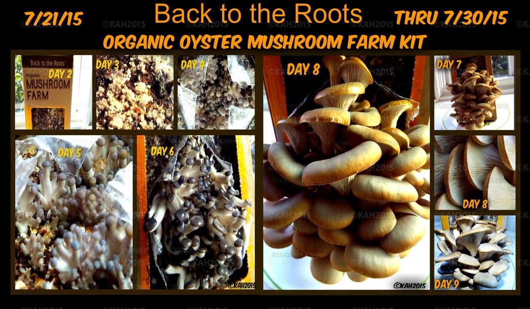 Back to the Roots Organic Oyster Mushroom Grow Kit, Harvest Gourmet Mushrooms In 10 Days customer photo 2