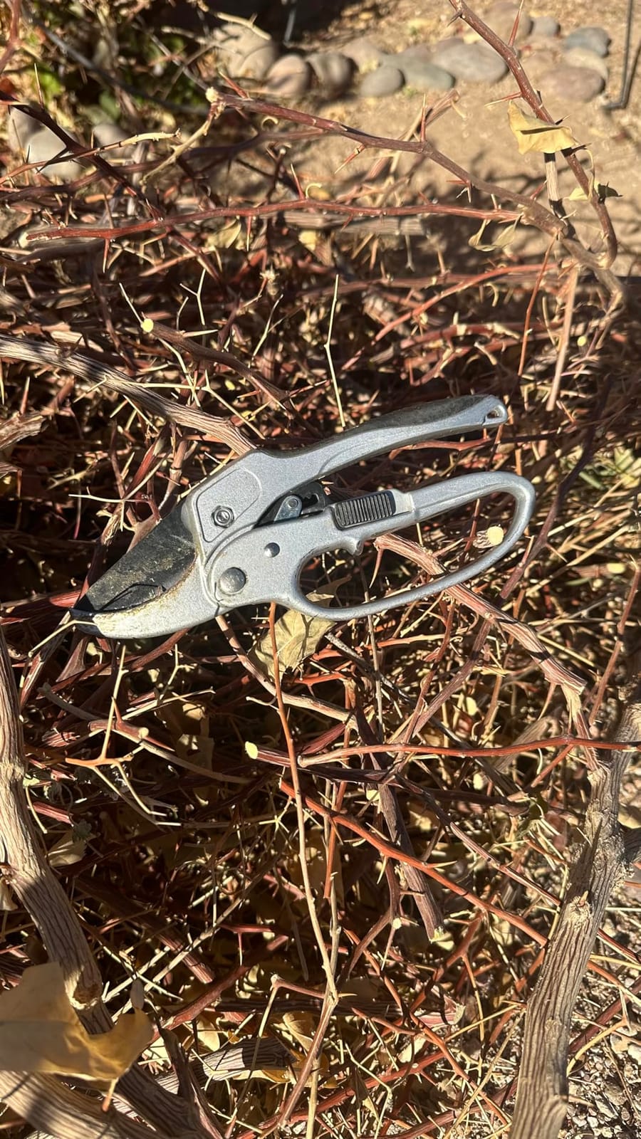 The Gardener's Friend Heavy Duty Ratchet Pruning Shears, Anvil | Manganese steel blade cuts thick branches to 1 inch. Aluminum body garden clippers with safety latch, 3-stage action customer photo 2