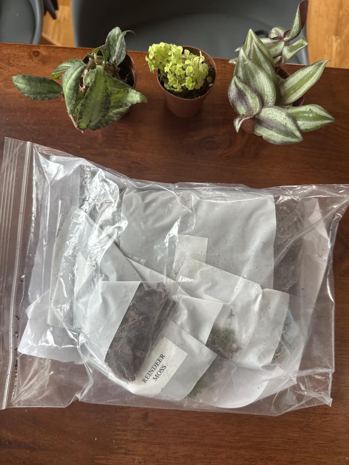 Terrarium/Fairy Garden Kit with 3 Plants - Create Your Own Living Terrarium customer photo 1