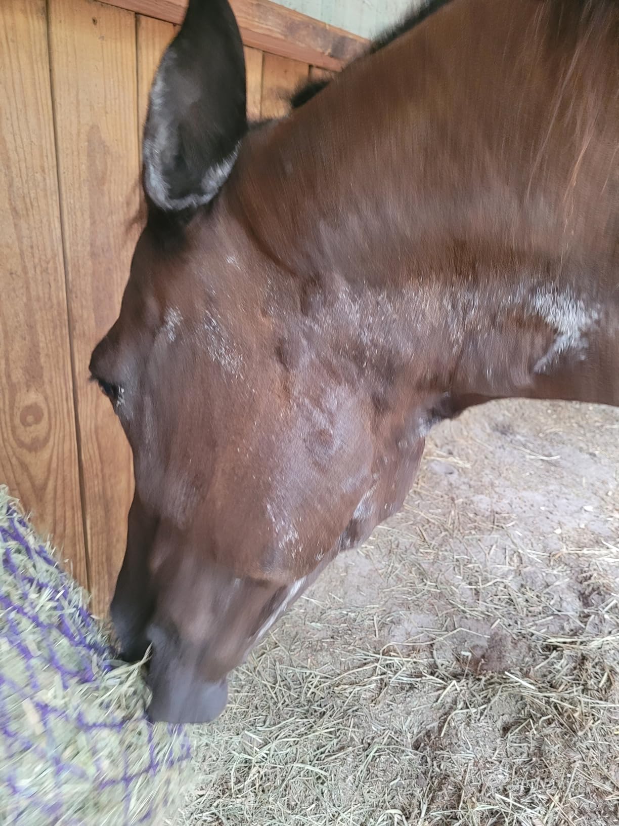 Nutramax Cosequin ASU Joint Health Supplement for Horses - Powder with Glucosamine, Chondroitin, ASU, and MSM, 500 Grams customer photo 2