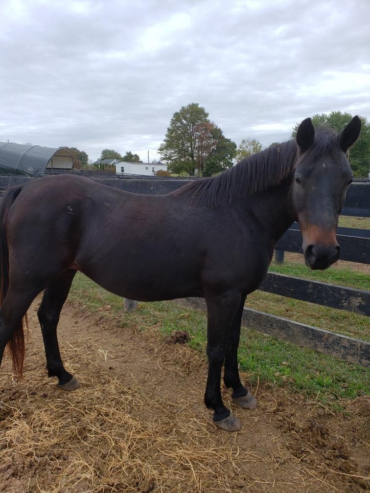 100-Day Supply Equinety Horse XL Powder Horse Supplement with Amino Acids customer photo 1