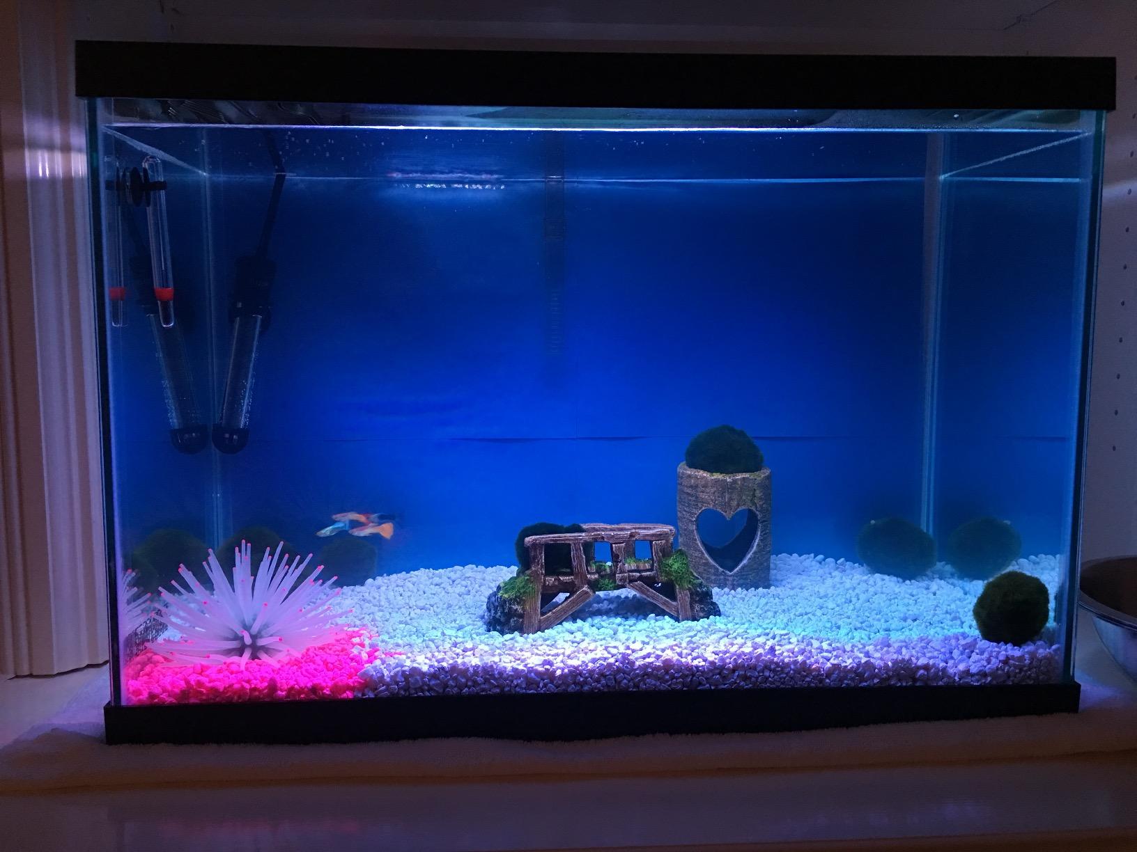 Tetra 20 Gallon Complete Tropical Fish Tank Kit customer photo 2