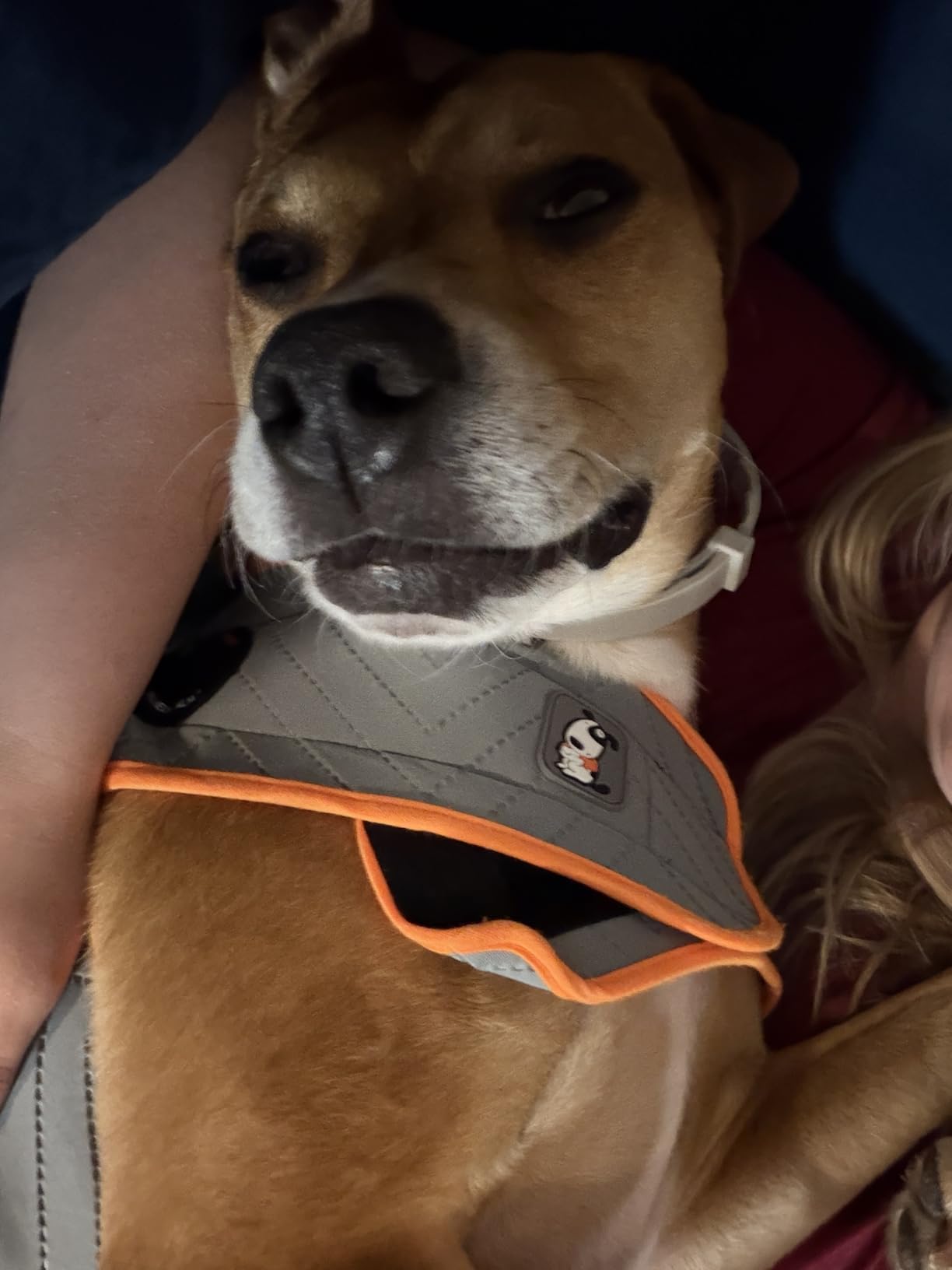 ThunderShirt for Dogs Calming Anxiety Vest, Medium, Platinum Sport | Skin-Friendly Dog Anxiety Shirt, Helps Reduce Stress from Thunder, Fireworks & Travel customer photo 2