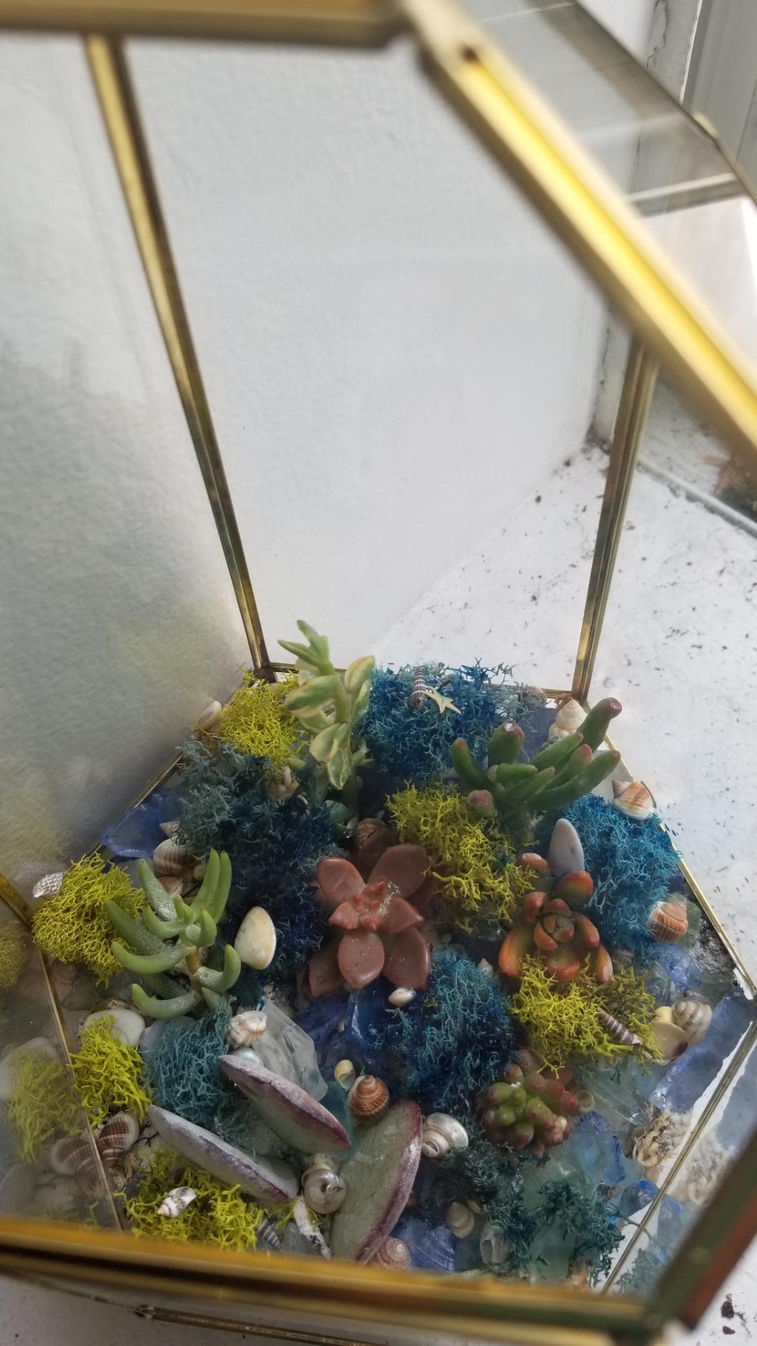 SuperMoss (90422) Beach Terrarium DIY Kit - Create Stunning Nature-Inspired Mini Gardens - Perfect for Home Decor, Office Gifts, and Plant Lovers, Appx 4 Oz customer photo 1