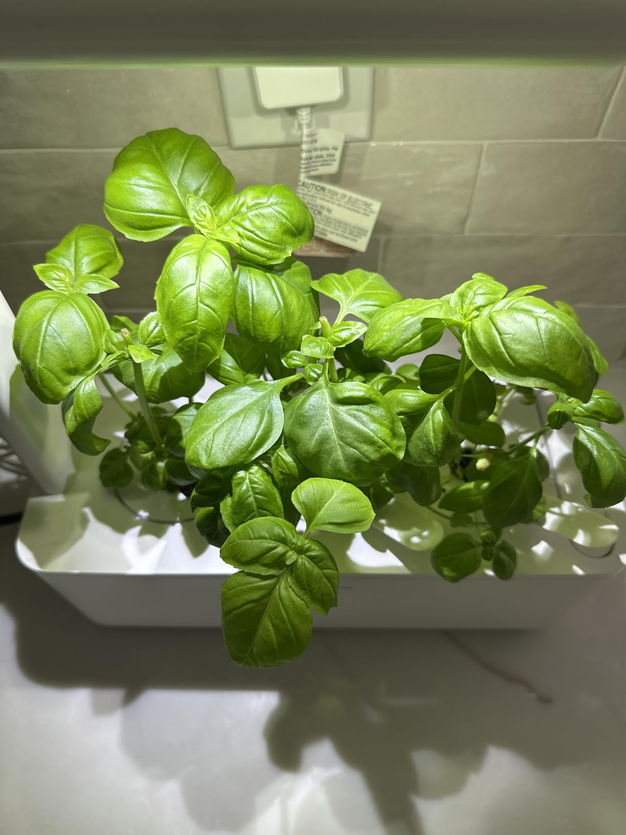 Click & Grow Indoor Herb Garden Kit with Grow Light | Smart Garden for Home Kitchen Windowsill | Easier Than Hydroponics Growing System | Vegetable Gardening Starter (3 Basil Pods Included), Grey customer photo 1