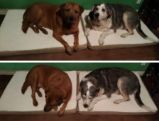 PETMAKER Orthopedic Pet Bed - 2-Layer Memory Foam Dog Bed with Removable Sherpa Cover - Comes with Additional Mattress Replacement Cover (Gray) customer photo 2