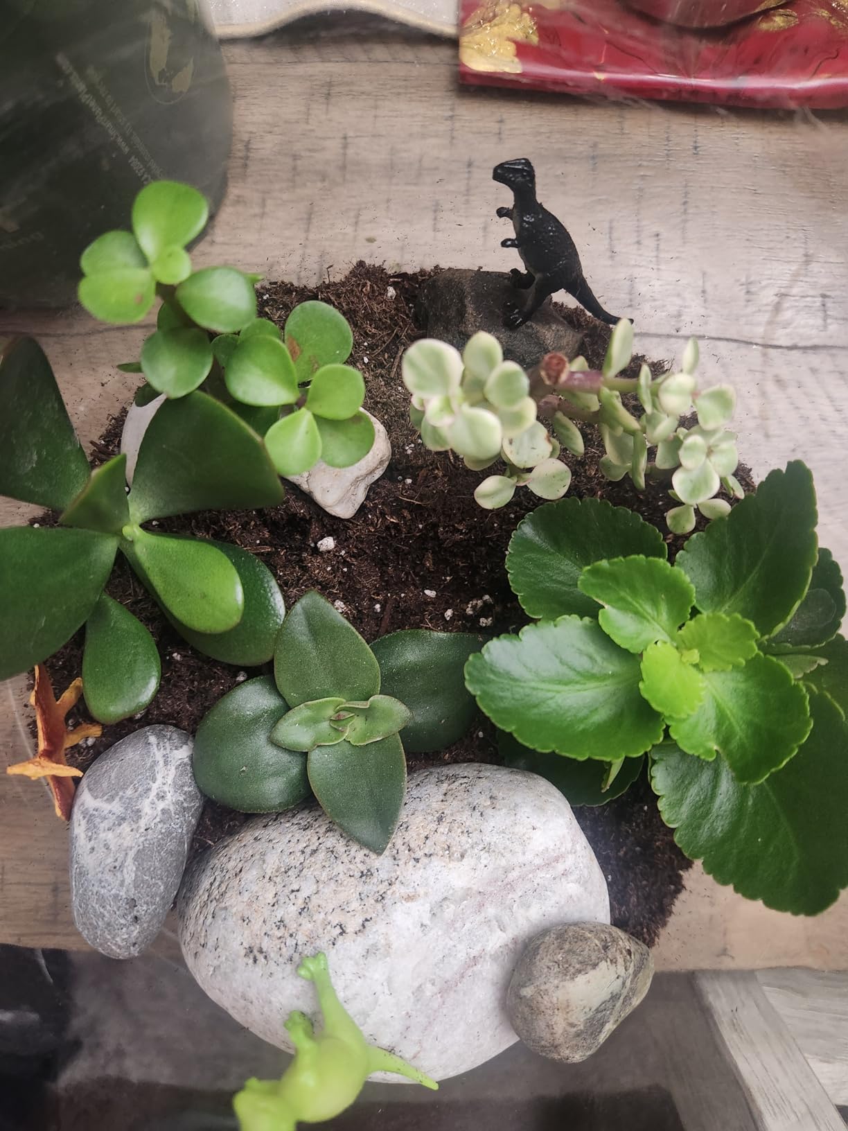 Terrarium Starter Kit | Moss, Vermiculite, Soil, Pebbles, Plant Food, Finishing Tools, Build and Care Guide | DIY Succulent Terrarium for Adults and Kids (Large) customer photo 2