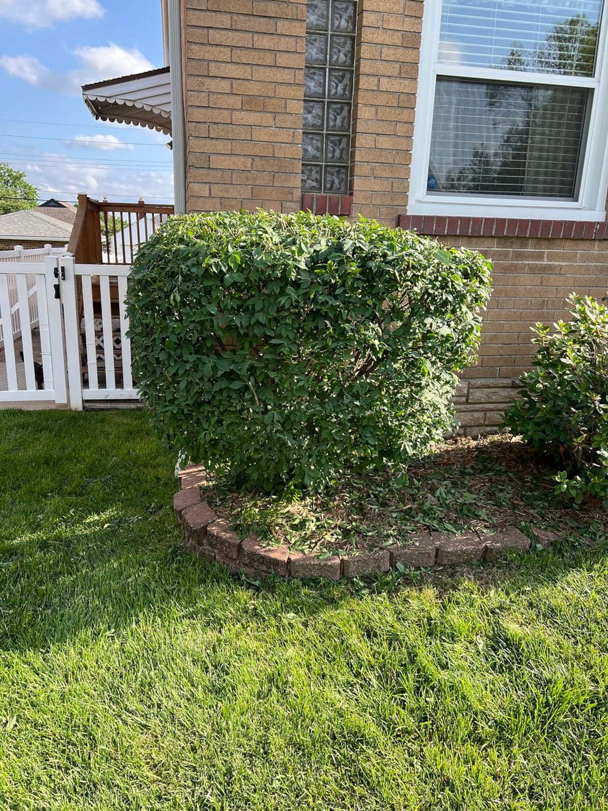 BLACK+DECKER Electric Hedge Trimmer, 16-Inch 3.0 Amp Compact Corded Power Hedge Trimmer (BEHT100) customer photo 1