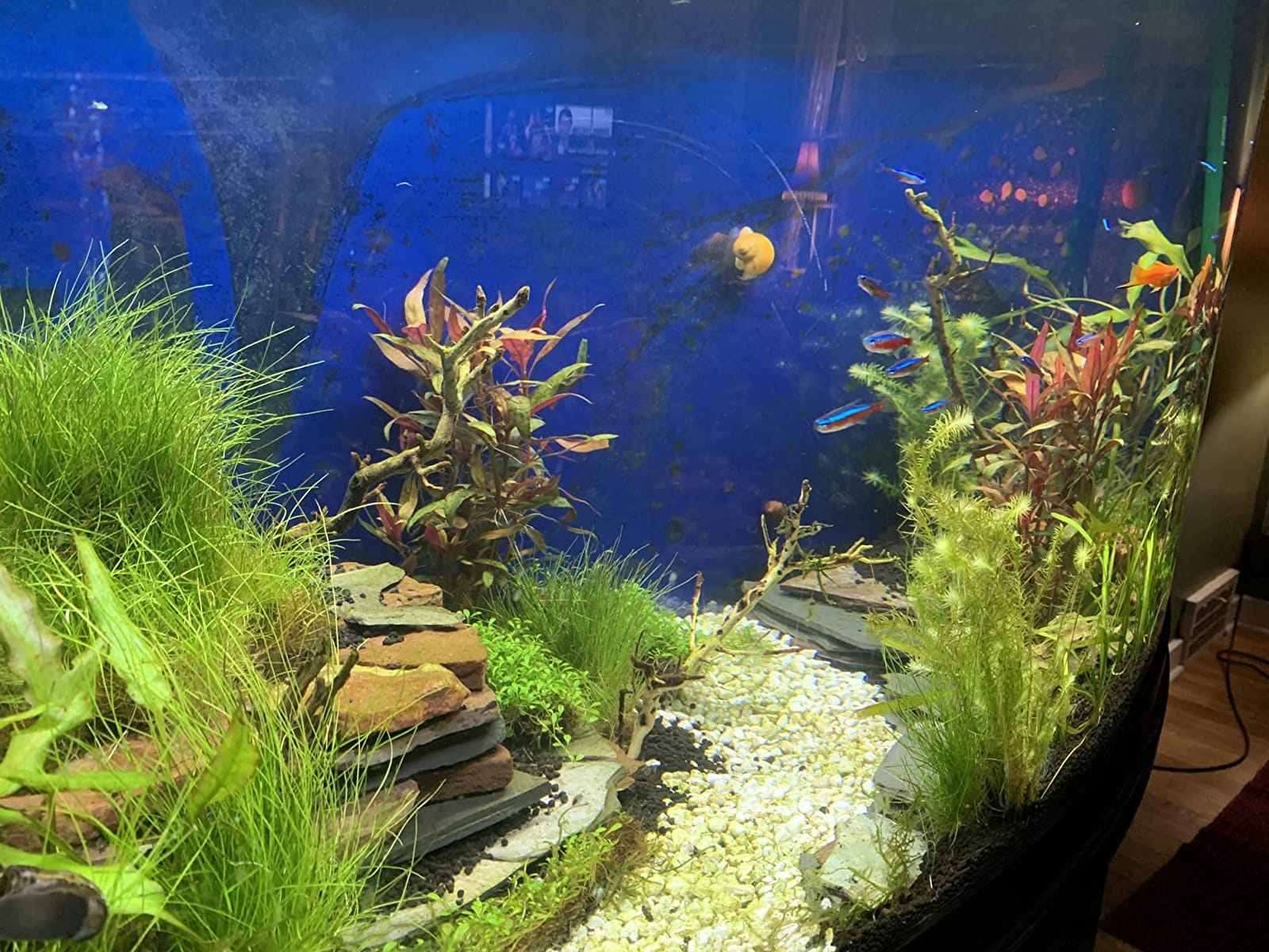 Fluval Plant 3.0 LED Planted Aquarium Lighting, 46 Watts, 36-46 Inches customer photo 2