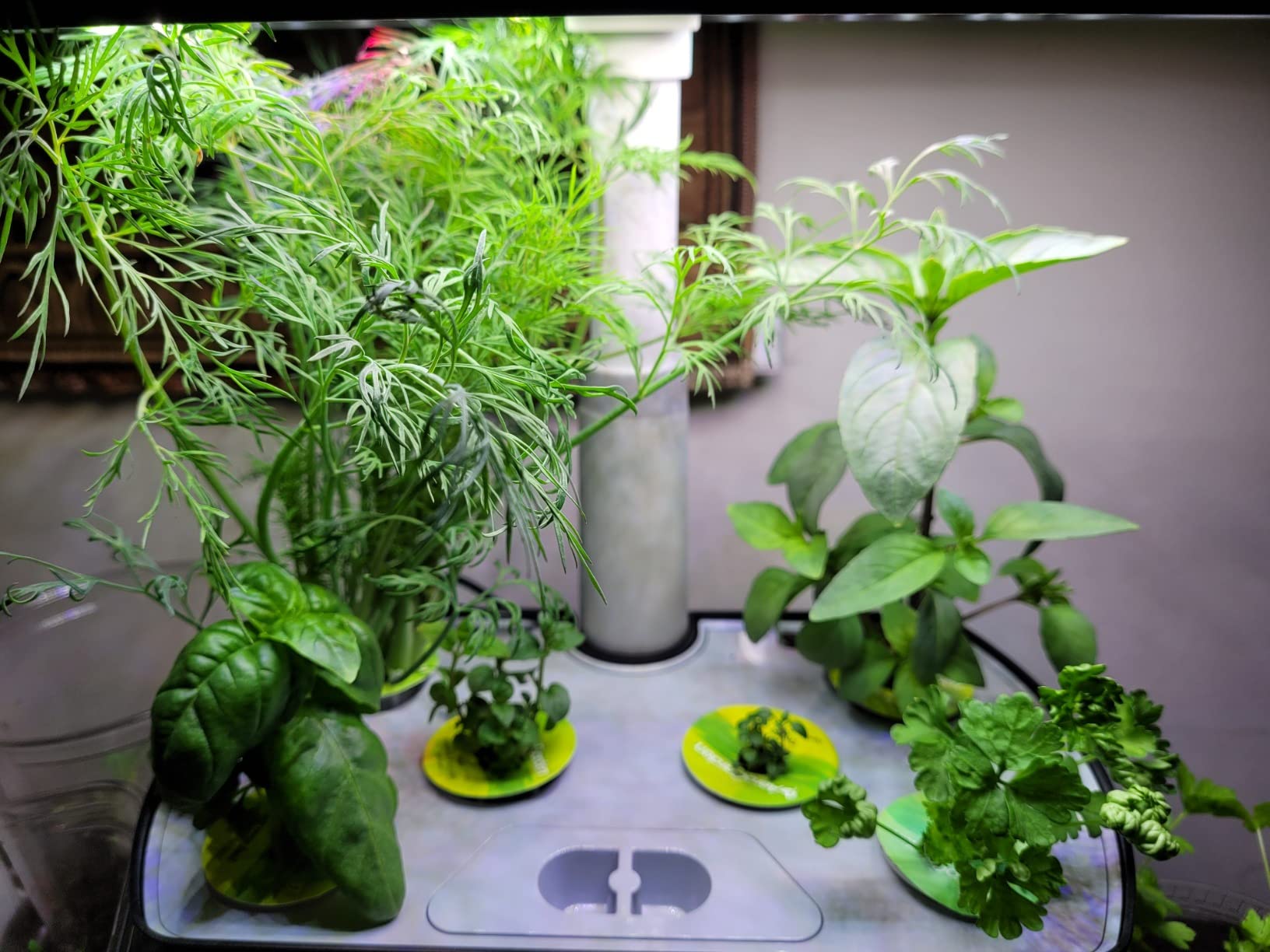AeroGarden Harvest Indoor Garden Hydroponic System with LED Grow Light and Herb Kit, Holds up to 6 Pods, Black customer photo 1