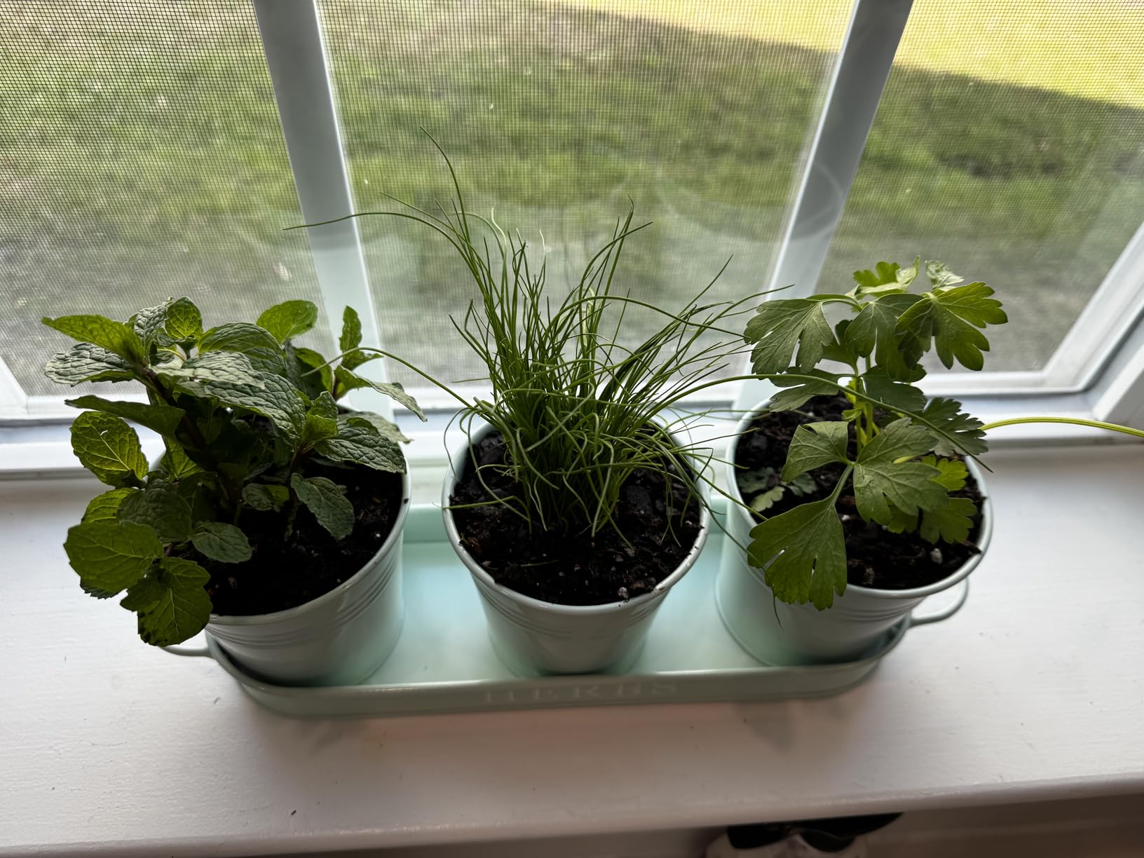 Barnyard Designs Indoor Herb Garden Planter Pots with Tray Set/3 (White) | Metal Windowsill Containers with Drainage Trays for Growing Live Basil, Mint, or Cilantro; Kitchen Window Decor customer photo 1