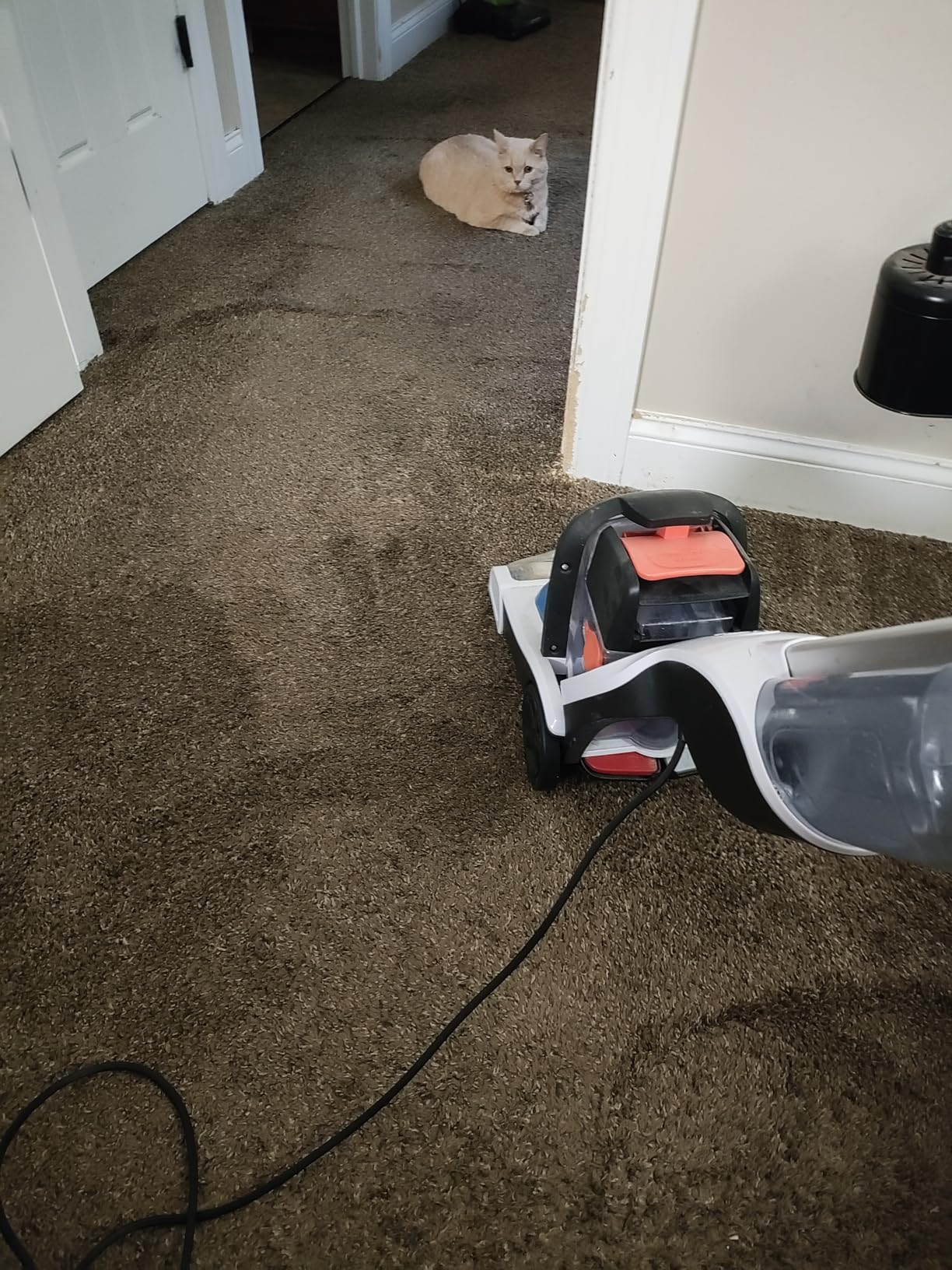 Resolve Ultra Pet Carpet Cleaner Spray, 32oz customer photo 2