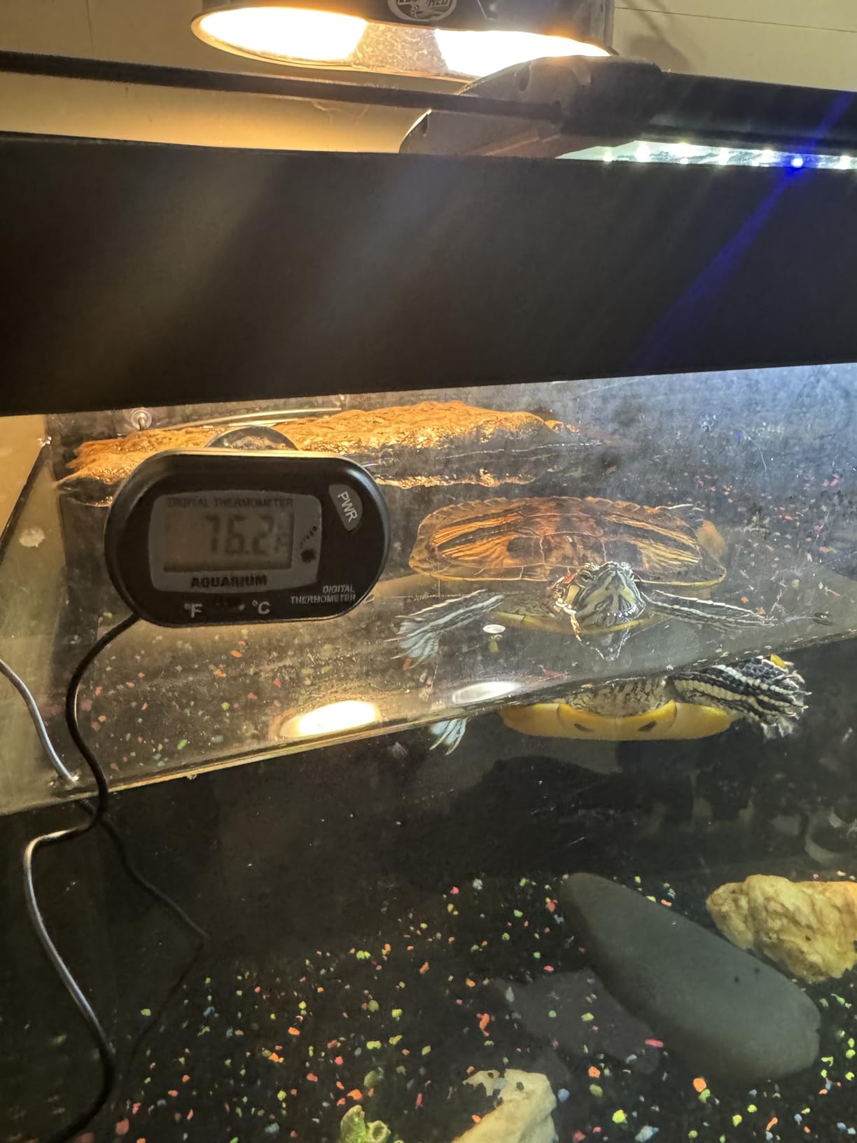 Orlushy Submersible Aquarium Heater, Adjustable Fish Tank Heater with Free Thermometer customer photo 1