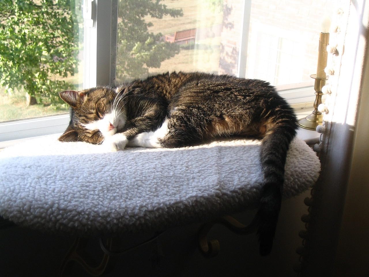 K&H Cat Window Perch Kitty Sill - Cat Window Hammock Bed with Strong Support Holds 40 lbs, Cushioned Windowsill Bed for Indoor Cats, Washable Cover, Cream Fleece, 24 x 14 Inches customer photo 2