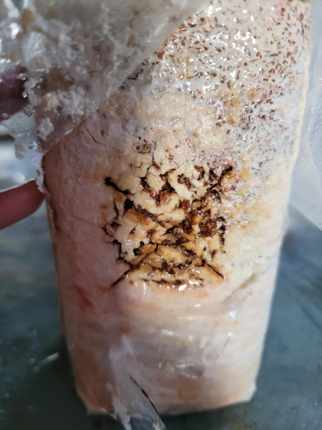 Forest Origins Specialty Trio Oyster Mushroom Kits, Pink Brown White 3-Pack | Three beginner-friendly kits turn simple daily care into fresh homegrown harvests, usually in about 10 days. customer photo 1