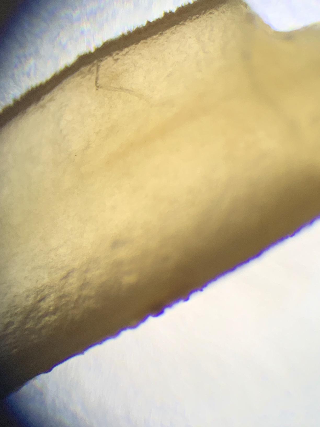 SWIFT SW380B 40X-2500X Siedentopf Head Research-Grade Binocular Compound Lab Microscope with Wide-Field 10X and 25X Eyepieces customer photo 1