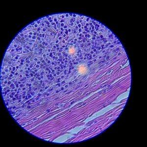 SWIFT SW380B 40X-2500X Siedentopf Head Research-Grade Binocular Compound Lab Microscope with Wide-Field 10X and 25X Eyepieces customer photo 2