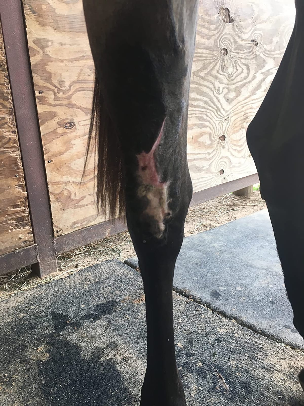 Underwood Horse Wound Spray Refill, Topical Horse Wound Care, 16 oz customer photo 1