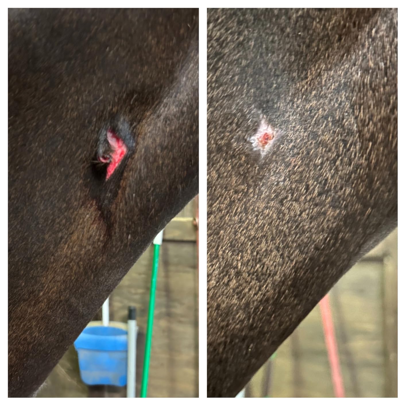 Underwood Horse Wound Spray Refill, Topical Horse Wound Care, 16 oz customer photo 2