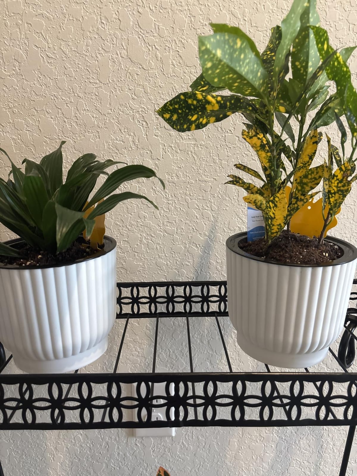 T4U Self Watering Pots for Indoor Plants, 6 Inch 6 Pack Planter White | African violet pothos ferns, Herb garden kitchen, Bottom feed reservoir, Easy care maintenance customer photo 2