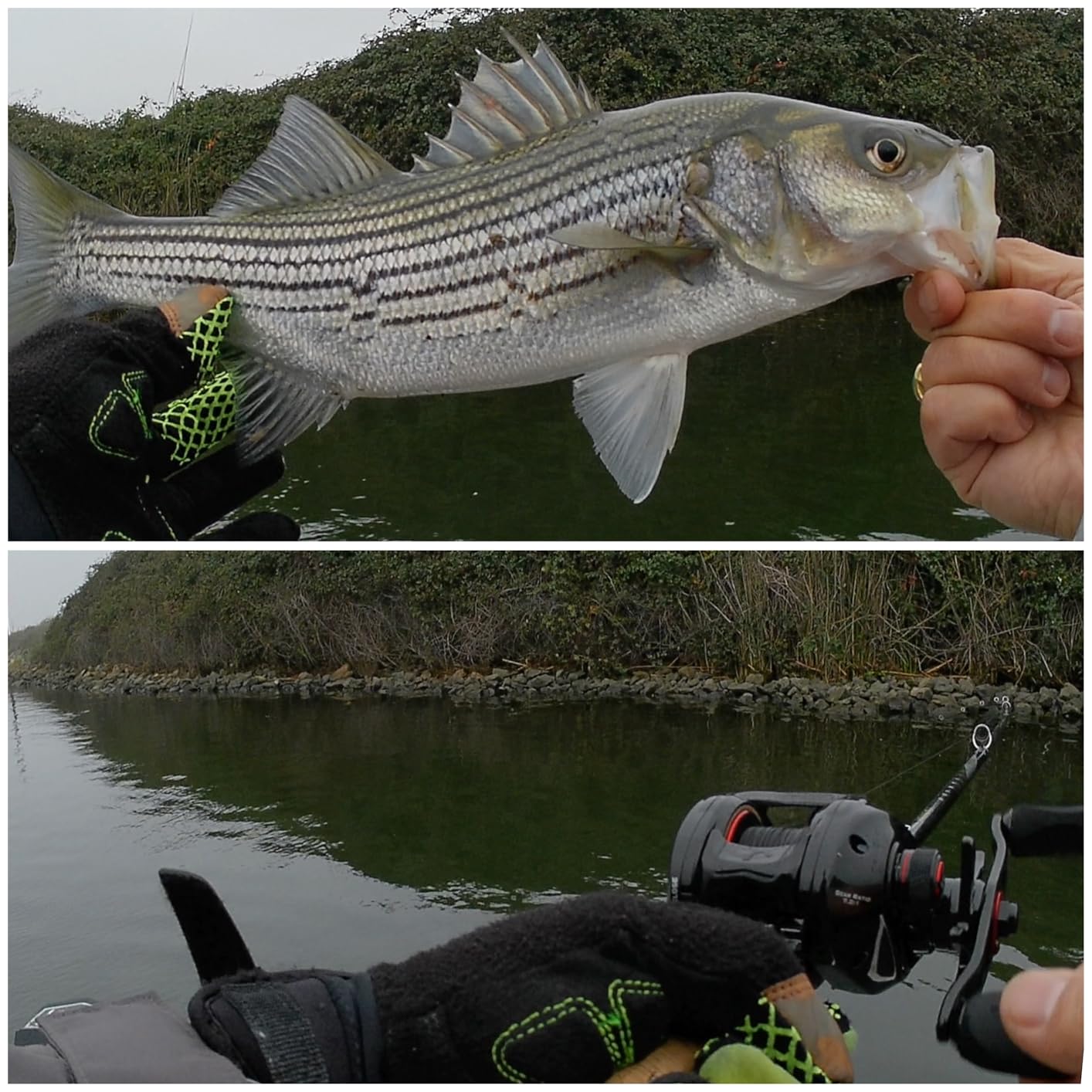 KastKing Royale Legend II Baitcasting Reels, Available in 5.4:1 and 7.2:1, Max Drag 17.64 lb, 5+1 BB, 7.2 oz, Stainless Steel Main Shaft, CNC Aluminum Spool, Cross-Fire 8 Magnet Braking System customer photo 1