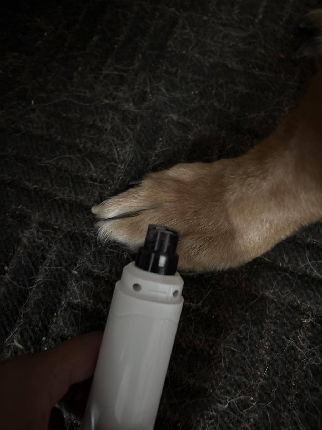 Casfuy Dog Nail Grinder Upgraded - Professional 2-Speed Whisper-Quiet Electric Pet Nail Trimmer Painless Paws Grooming & Smoothing for Small Medium Large Dogs & Cats (Dark Blue) customer photo 2