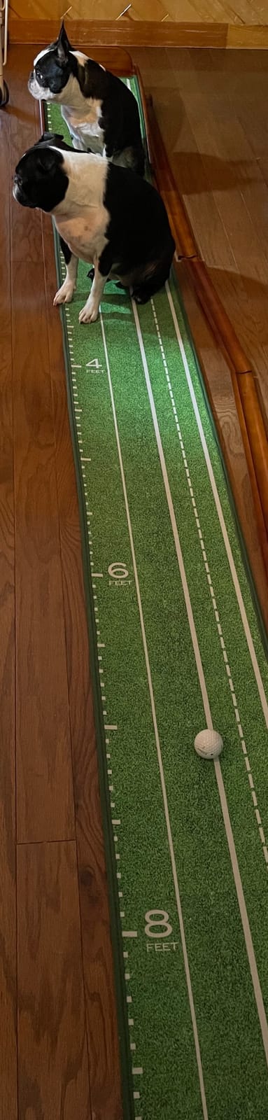 Perfect Practice Putting Mat & Golf Chipping Net - Indoor Golf Training Aid | Indoor putting green and chip shot practice, crystal velvet turf, alignment guides for home and outdoor, golf gifts for men customer photo 2