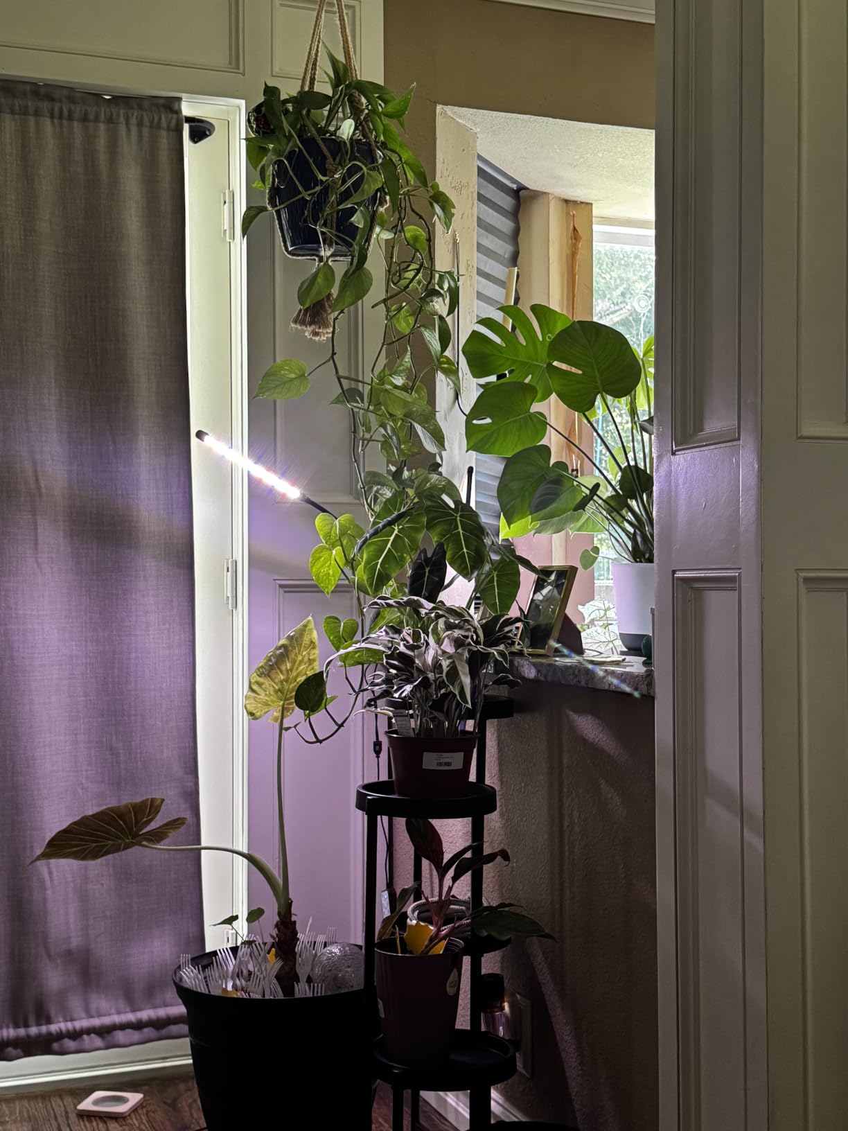 GooingTop Grow Light,6000K Full Spectrum Indoor Plant Growing Lamp | Desk Lamp with White Red LEDs for Indoor Plants,Clamp with Flexible Gooseneck,Brightness Adjustable,Auto Timer 4 8 12Hrs customer photo 1
