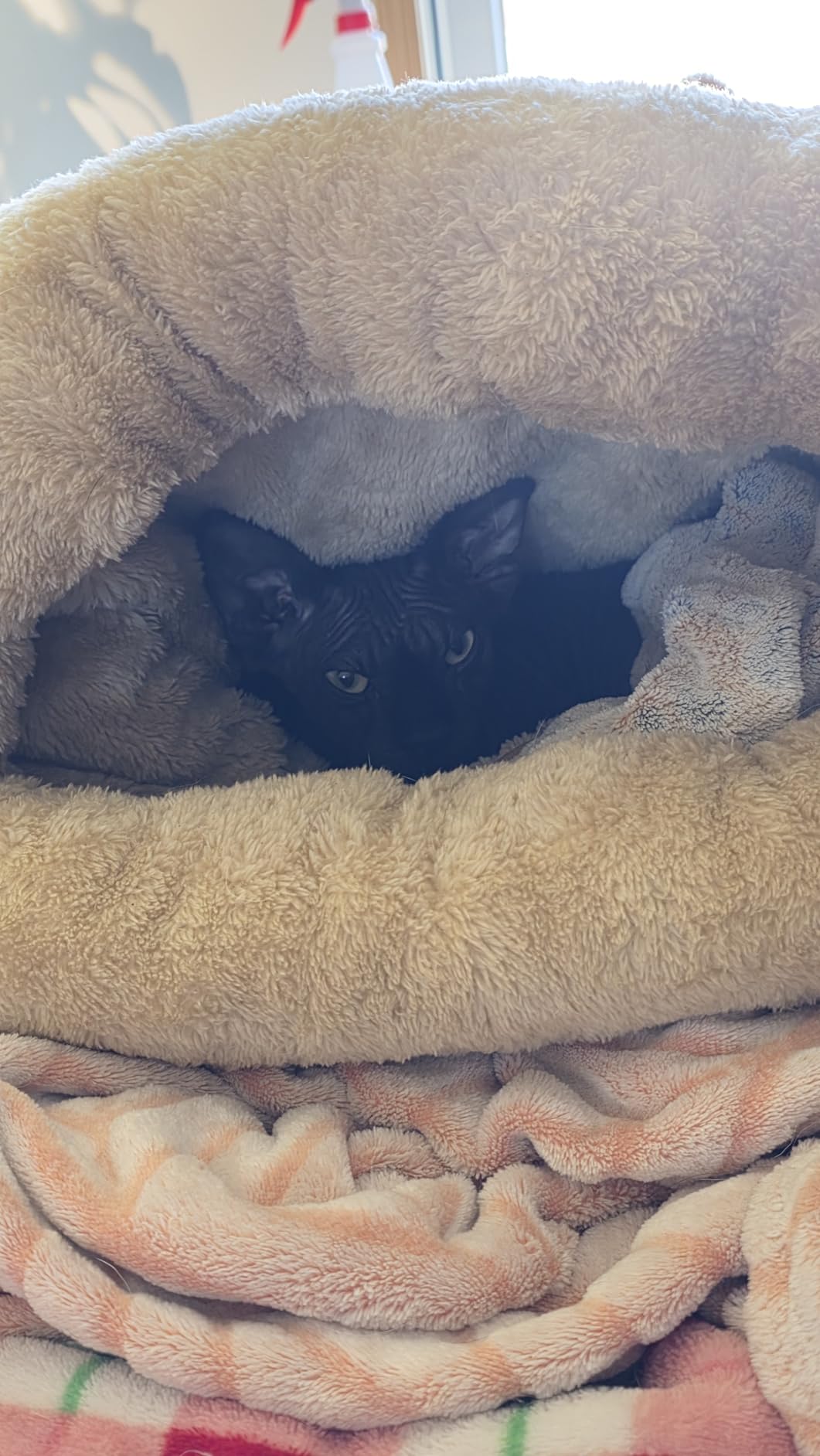 4 in 1 Self Warming Burrow Cat Bed Hideway Sleeping Cuddle Cave | Keep Warming, Machine Washable, Easy to Clean, Soft & Comfortable, Pet Beds for Cats & Dogs, Cozy Privacy Nook customer photo 2