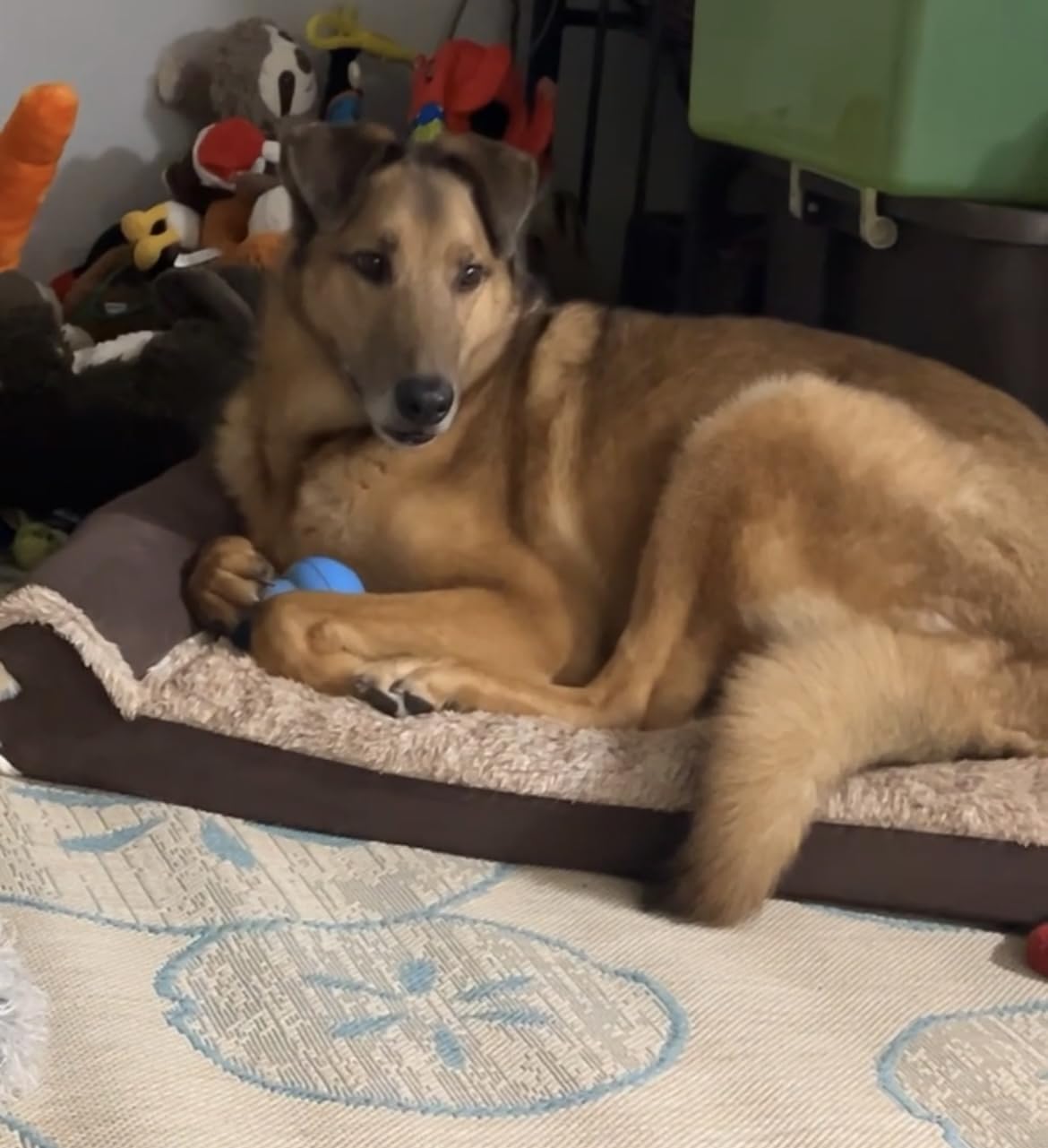 FurHaven Orthopedic Dog Bed for Medium Dogs, L-Shaped Chaise Mattress with Orthopedic Egg Crate & a Solid Orthopedic Foam Base for Joint Support, Washable Cover, Medium, Plush & Velvet, Platinum Gray customer photo 1