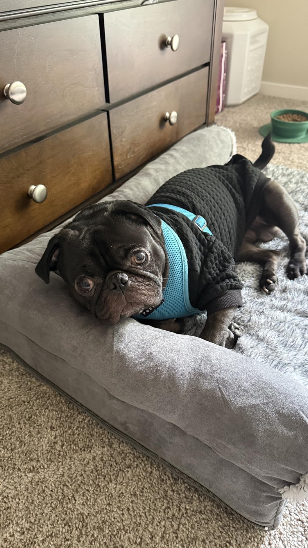 FurHaven Orthopedic Dog Bed for Medium Dogs, L-Shaped Chaise Mattress with Orthopedic Egg Crate & a Solid Orthopedic Foam Base for Joint Support, Washable Cover, Medium, Plush & Velvet, Platinum Gray customer photo 2