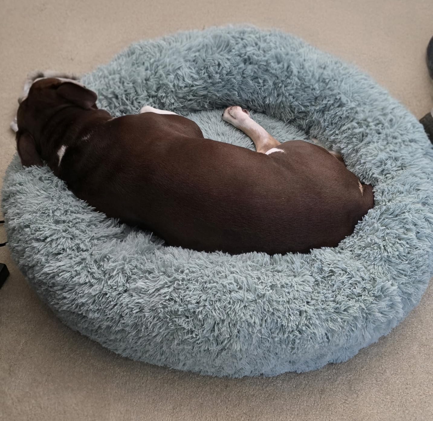 Bedsure Calming Dog Bed Medium Size Dog Donut Washable Pet Bed,30ins Camel | Oprah Daily Sleep Award,Fluffy Faux Fur Round Cuddler,Anti-Slip Bottom,Anti-Anxiety,Deep Sleep for Pets Up to 45 Lbs customer photo 1