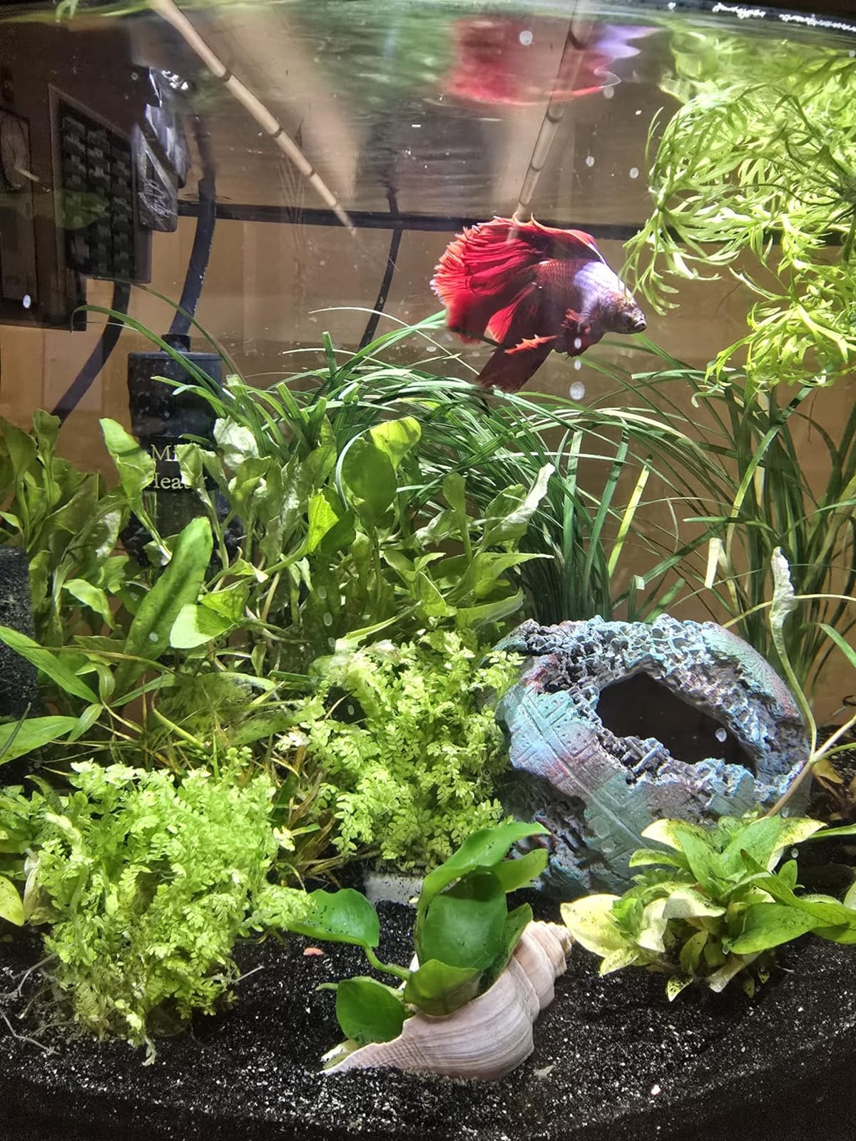 Aqueon LED MiniBow Small Aquarium Fish Tank Kit with SmartClean Technology, 2.5 Gallon, Black customer photo 1