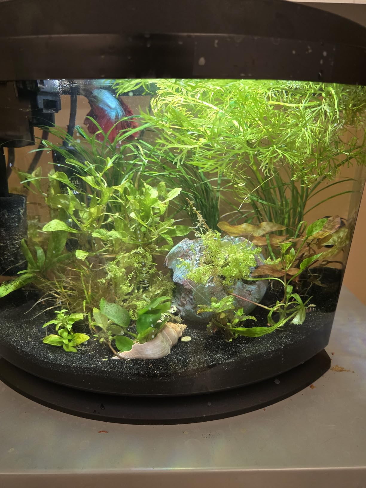 Aqueon LED MiniBow Small Aquarium Fish Tank Kit with SmartClean Technology, 2.5 Gallon, Black customer photo 2