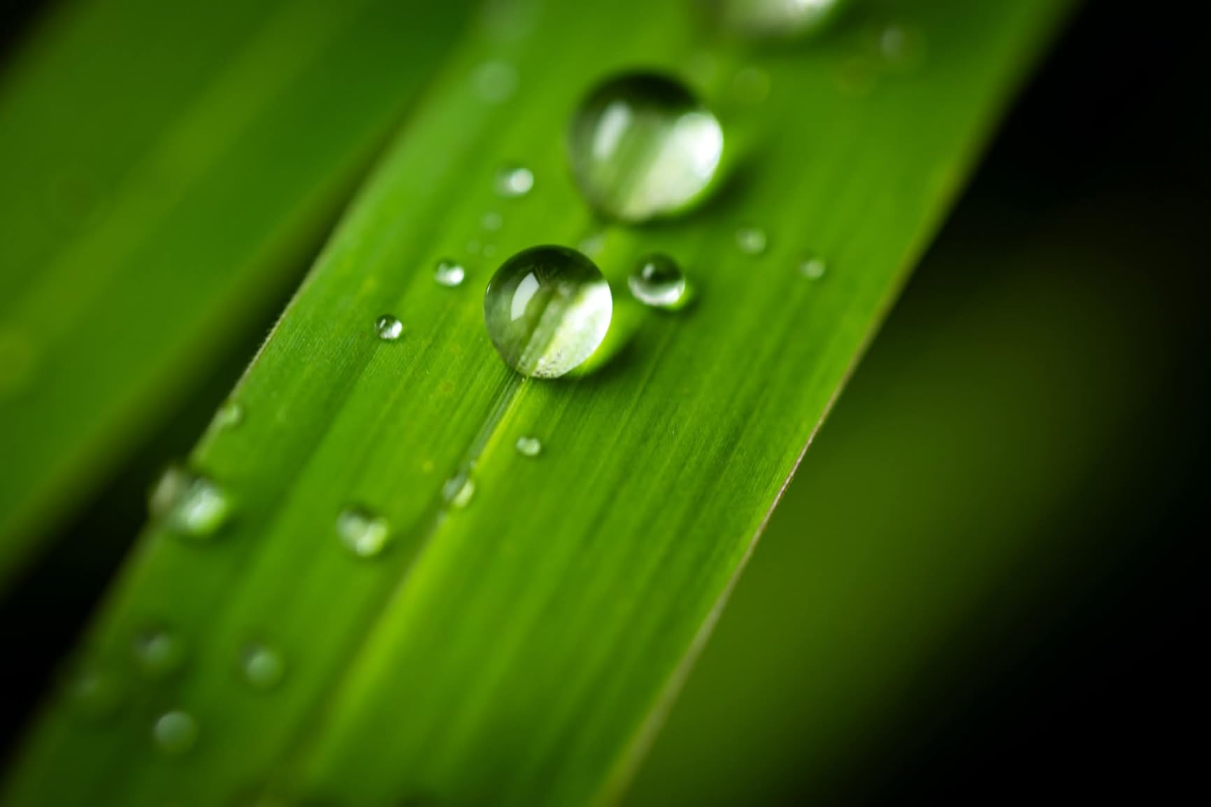 Canon RF100mm F2.8 L Macro IS USM Lens customer photo 1