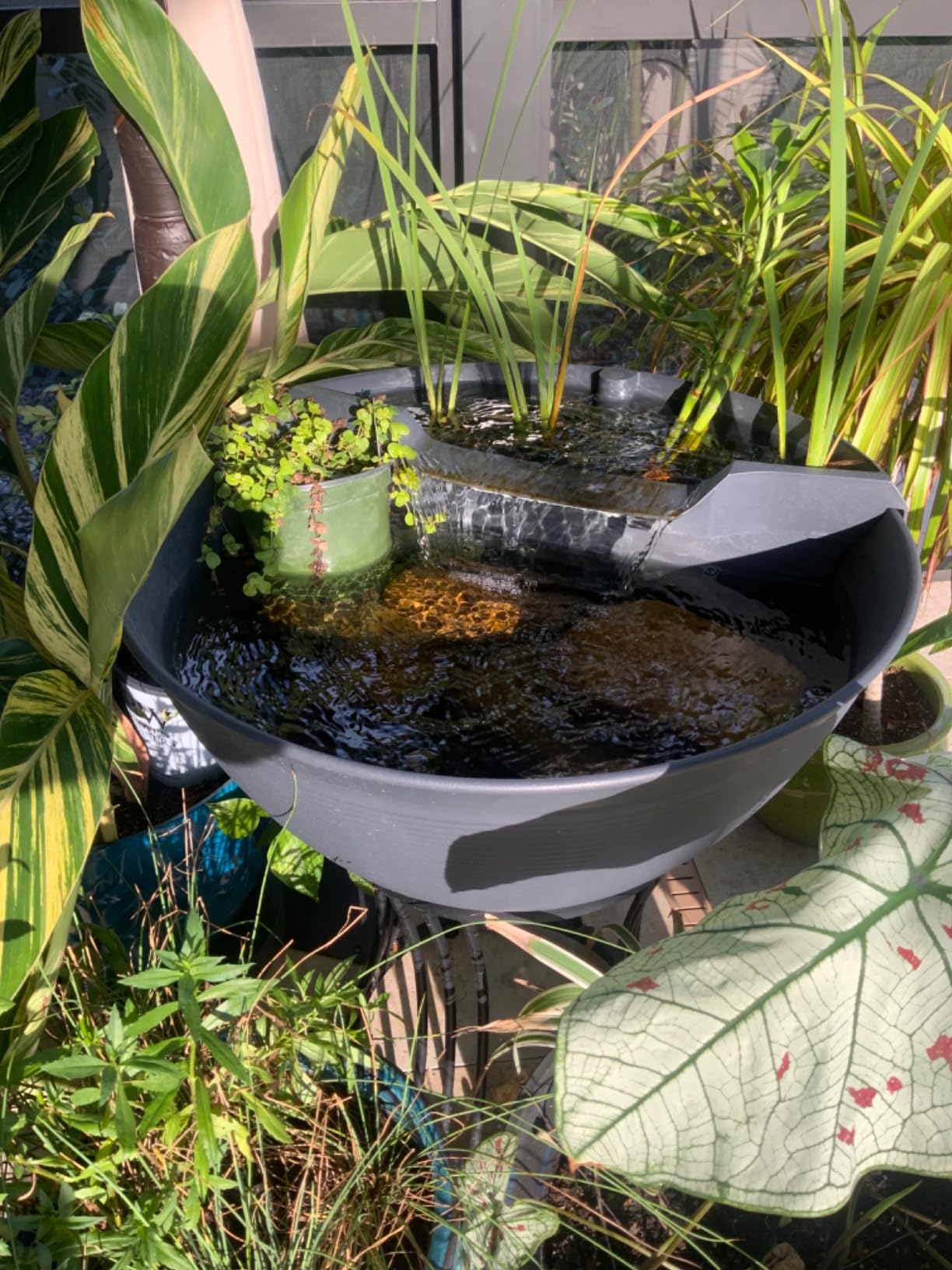 Aquascape Pond and Waterfall Kit AquaGarden Container Water Garden, Steel Gray customer photo 2