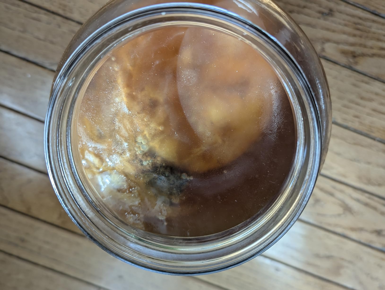 Organic SCOBY Kombucha Starter Kit with Live Culture for Brewing Kombucha Tea - Urban Kitchen customer photo 1