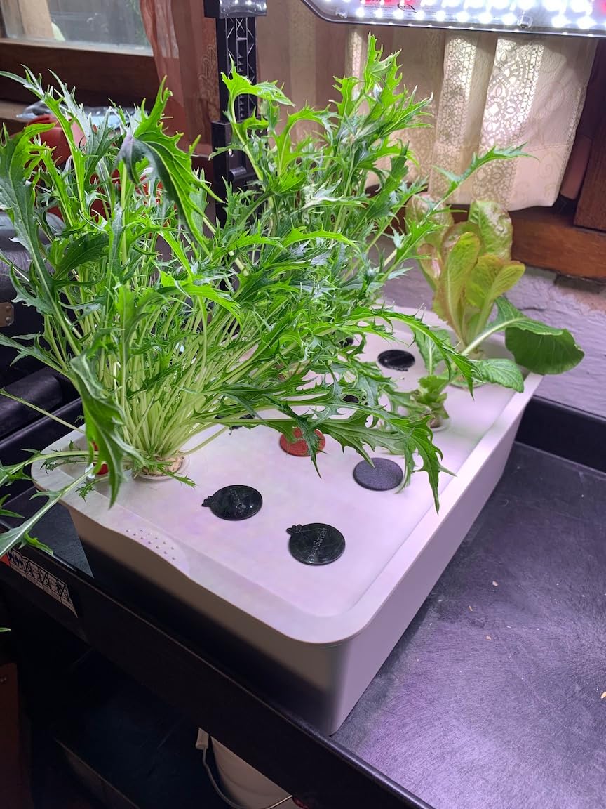MAOPINER Indoor Hydroponic Grow Kit 12 Sites Deep Water Culture System | Hydroponic Garden Kit with Air Pump, Bubble Stone & Sponges, Grow Herbs, Vegetables & Plants Faster at Home customer photo 1